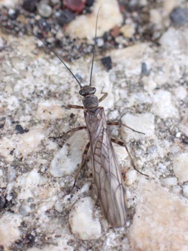 Réf. 325 082 : Protonemura sp.